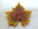 Maple Leaves